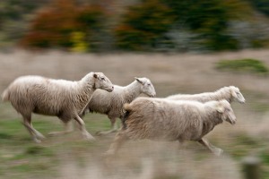 Autumn landscape from Irati forest, Nacarra, Spain