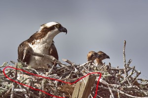 Pandion haliaetus (Linnaeus, 1758) - Osprey, Aguila pescadora