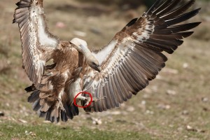 Gyps fulvus (Hablizl, 1783)