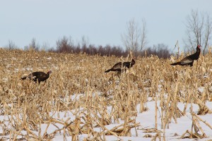 Turkeys_looking_for_winter_forage_6726572095-sharpened