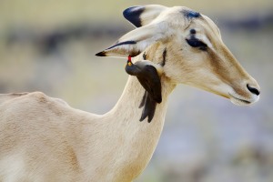 oxpecker_impala