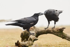 Corvus corax (Linnaeus, 1758)