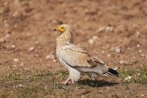 Neophron percnopterus (Linnaeus, 1758)