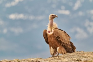 Gyps fulvus (Hablizl, 1783)