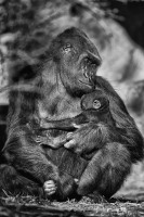 Gorilla gorilla (Savage and Wyman, 1847)