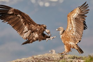 Aegypius monachus (Linnaeus, 1766)