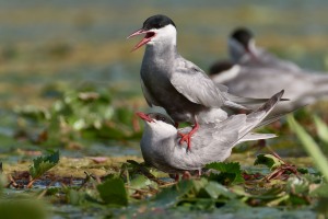 Chlidonias hybrida (Pallas, 1811)