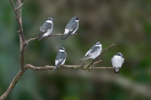 Tachycineta albilinea (Lawrence, 1863) - Mangrove Swallow