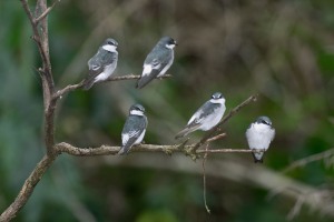 Tachycineta albilinea (Lawrence, 1863) - Mangrove Swallow