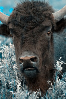 EOS10D_08187-sharpened