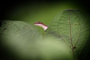 JQ003953-cr2-sharpened