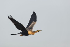 Anhinga anhinga (Linnaeus, 1766) Anhinga anhinga (Linnaeus, 1766)