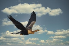 Anhinga anhinga (Linnaeus, 1766) Anhinga anhinga (Linnaeus, 1766)