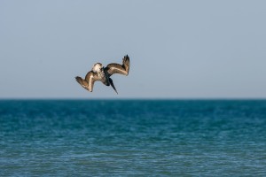 Pelecanus occidentalis (Linnaeus, 1766) - Brown Pelican, Pelícano pardo