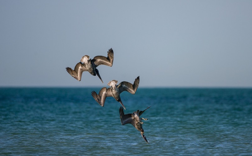 Pelecanus occidentalis (Linnaeus, 1766) - Brown Pelican, Pelícano pardo