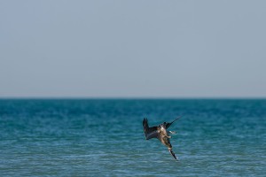 Pelecanus occidentalis (Linnaeus, 1766) - Brown Pelican, Pelícano pardo