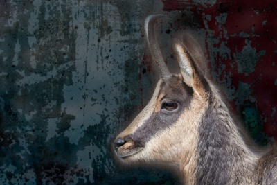 Rupicapra pyrenaica (Bonaparte, 1845) - Pyrenean chamoios, Rebeco, Isart