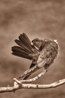 Falco vespertinus (Linnaeus, 1766)