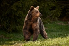 Ursus arctos arctos (Linnaeus, 1758)