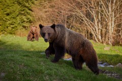 Ursus arctos arctos (Linnaeus, 1758)