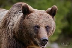 Ursus arctos arctos (Linnaeus, 1758)