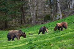 Ursus arctos arctos (Linnaeus, 1758)