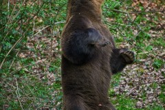 Ursus arctos arctos (Linnaeus, 1758)