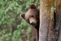 Ursus arctos arctos (Linnaeus, 1758)