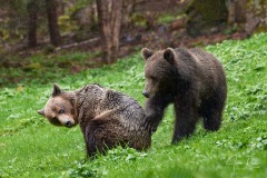 Ursus arctos arctos (Linnaeus, 1758)