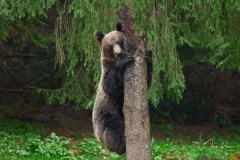 Ursus arctos arctos (Linnaeus, 1758)