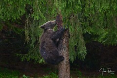 Ursus arctos arctos (Linnaeus, 1758)