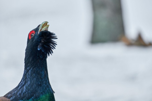 Tetrao urogallus (Linnaeus, 1758)