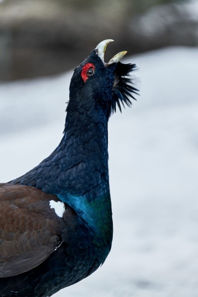 Tetrao urogallus (Linnaeus, 1758)