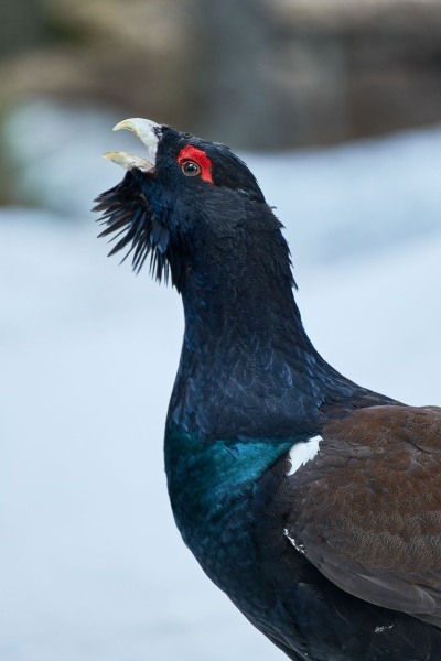Tetrao urogallus (Linnaeus, 1758)