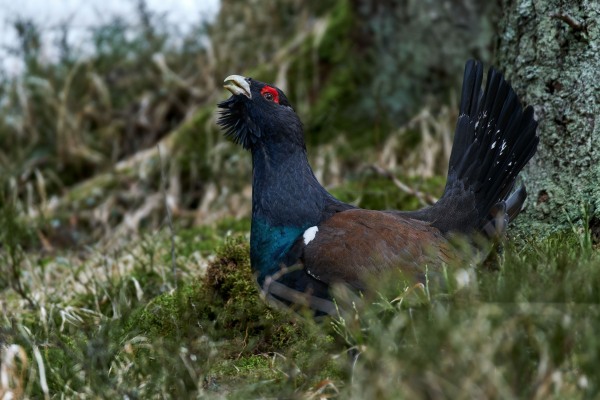 Tetrao urogallus (Linnaeus, 1758)
